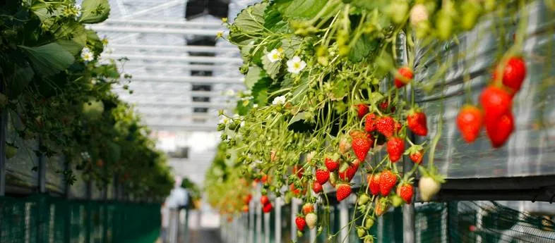 Protected cropping shields fruit from rain damage and extends the picking window at both ends of the season.